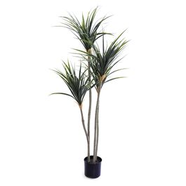 Dracena Com Vaso Plástico Verde
