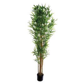 Bambu Com Vaso Bambu Verde