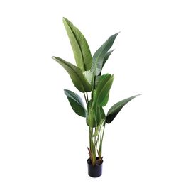 Strelitzia Com Vaso Madeira Verde