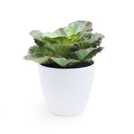Folhagem Com Vaso Plástico Verde / Branco