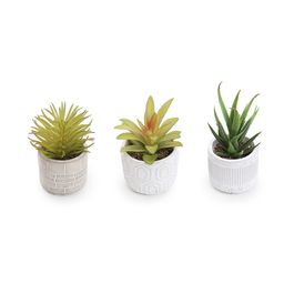 Suculenta Com Vaso Plástico Verde / Cinza