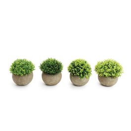 Gramíneas Com Vaso Plástico Verde / Cinza