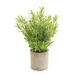Murta Com Vaso Plástico Verde / Cinza