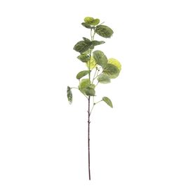 HASTE ESCUDO ARALIA X20 95 CM - VERDE