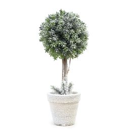 Mini Arvores Topiaria Com Vaso