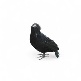 Corvo Gralha Preta