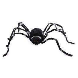 Aranha Gigante Australiana