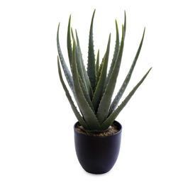 Aloe Vera Com Vaso Plástico Verde