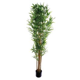 Bambu Com Vaso Bambu Verde