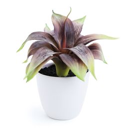 Folhagem Com Vaso Plástico Verde / Branco