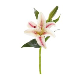 HASTE DE LÍRIO X1 39 CM - CHAMPAGNE