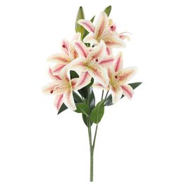BUQUÊ DE LÍRIOS X6 60 CM - CHAMPAGNE