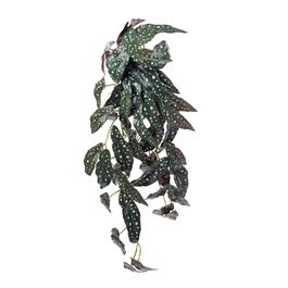 PENDENTE BEGONIA MACULATA X54 80 CM - VERDE / BRANCO / VERMELHO