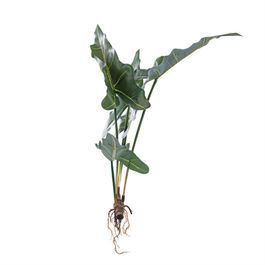 MUDA DE ALOCASIA COM RAIZ 75 CM - VERDE