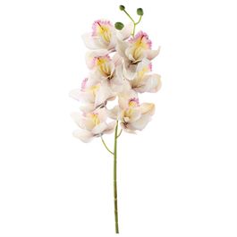 HASTE DE ORQUÍDEA CYMBIDIUM X7 72CM - CHAMPAGNE