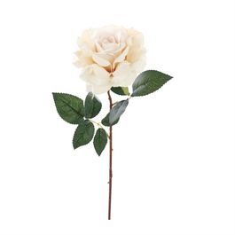 HASTE DE ROSA X1 51 CM - CHAMPAGNE