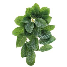 PENDENTE DE CALATHEA KOYANA X30 65 CM - VERDE