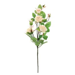 HASTE DE ROSAS X5 70 CM - CHAMPAGNE