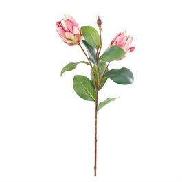 HASTE DE PROTEA X4 75 CM - ROSA