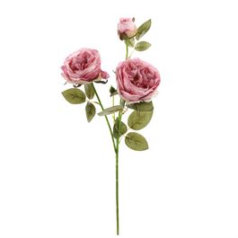 HASTE ROSA CENTIFOLIA X3 60 CM - ROSA