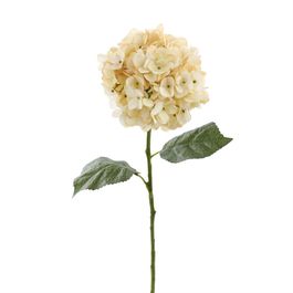 HASTE DE PEÔNIA X1 68 CM - CHAMPAGNE