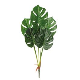 BUQUÊ DE COSTELA DE ADÃO - VERDE