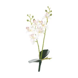 Haste Orquídea Cymbidium C/Folhas X8 39cm - Branco