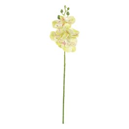 Haste Orquídea Phalaenopsis X5 50cm - Amarelo