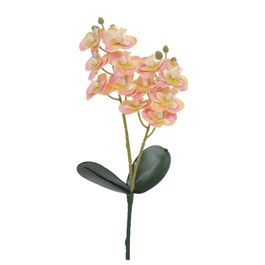Haste Orquídea Phalaenopsis C/Folhas X12 33cm - Champagne
