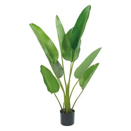 Estrelicia Toque Real X8 120cm - Verde