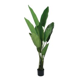 Estrelicia Toque Real X10 150cm - Verde