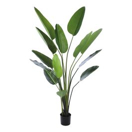 Estrelicia Toque Real X13 185cm - Verde