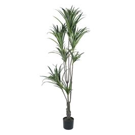 Dracena Marginata Toque Real X218 160cm - Verde