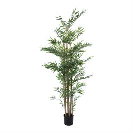 Bambu Toque Real X 190cm - Verde