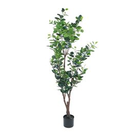 Ficus Toque Real 120cm - Verde