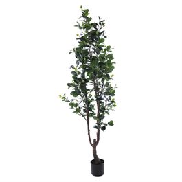 Ficus Toque Real 175cm - Verde