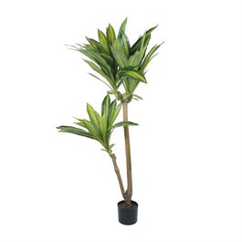 Dracena Toque Real C/Porte X81 135cm - Verde