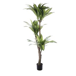 Dracena Toque Real C/Porte X140 170cm - Verde