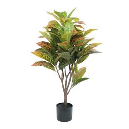 Crotons Toque Real X58 77cm - Verde / Laranja