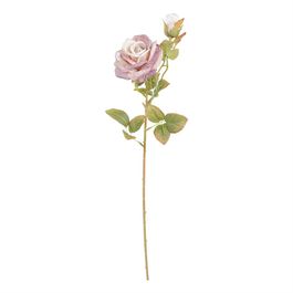 Haste Rosa X2 64cm - Champagne