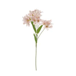 Haste Lírio X16 54cm - Champagne