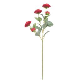 Haste Camelia X5 72cm - Marsala