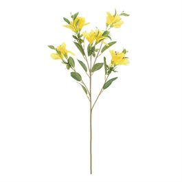 Azaleia X15 74cm - Amarelo