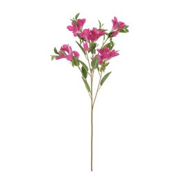 Azaleia X15 74cm - Fucsia