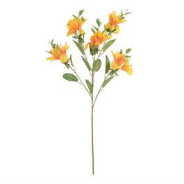 Azaleia X15 74cm - Laranja Outono