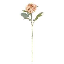Haste Peônia X1 75cm - Champagne