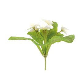 Buque Violeta X6 25cm - Creme