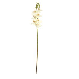 Flores Orquídea X7 63cm - Creme