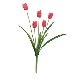 Buque Tulipas Vermelho X5 50cm - Verde