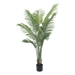 Palmeira Areca 160cm - Verde